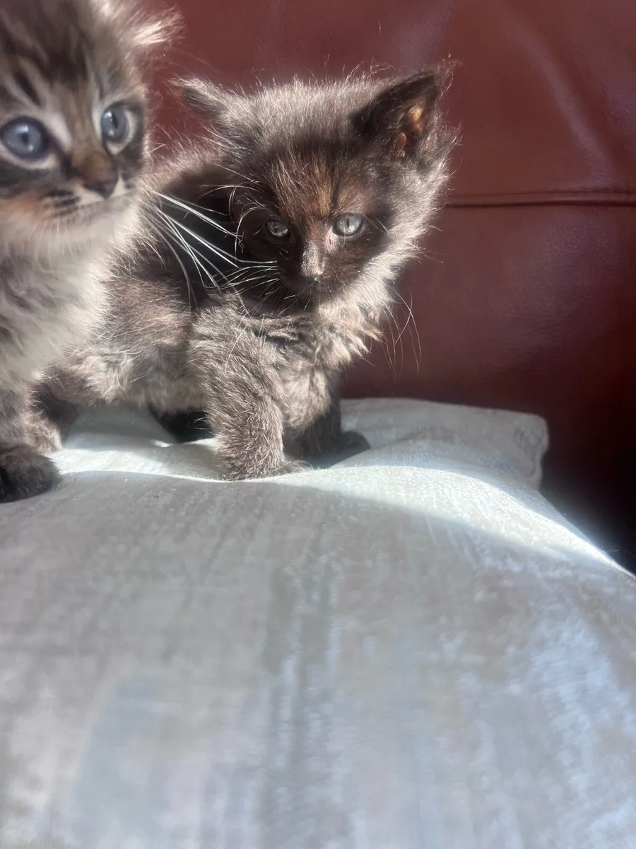 Stunning Ragdoll x kittens - Image 3