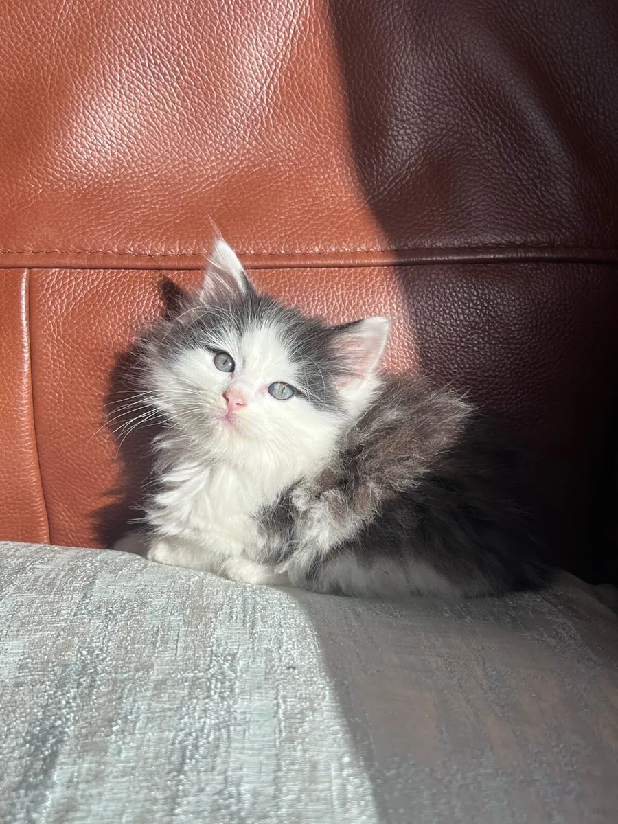 Stunning Ragdoll x kittens - Image 4