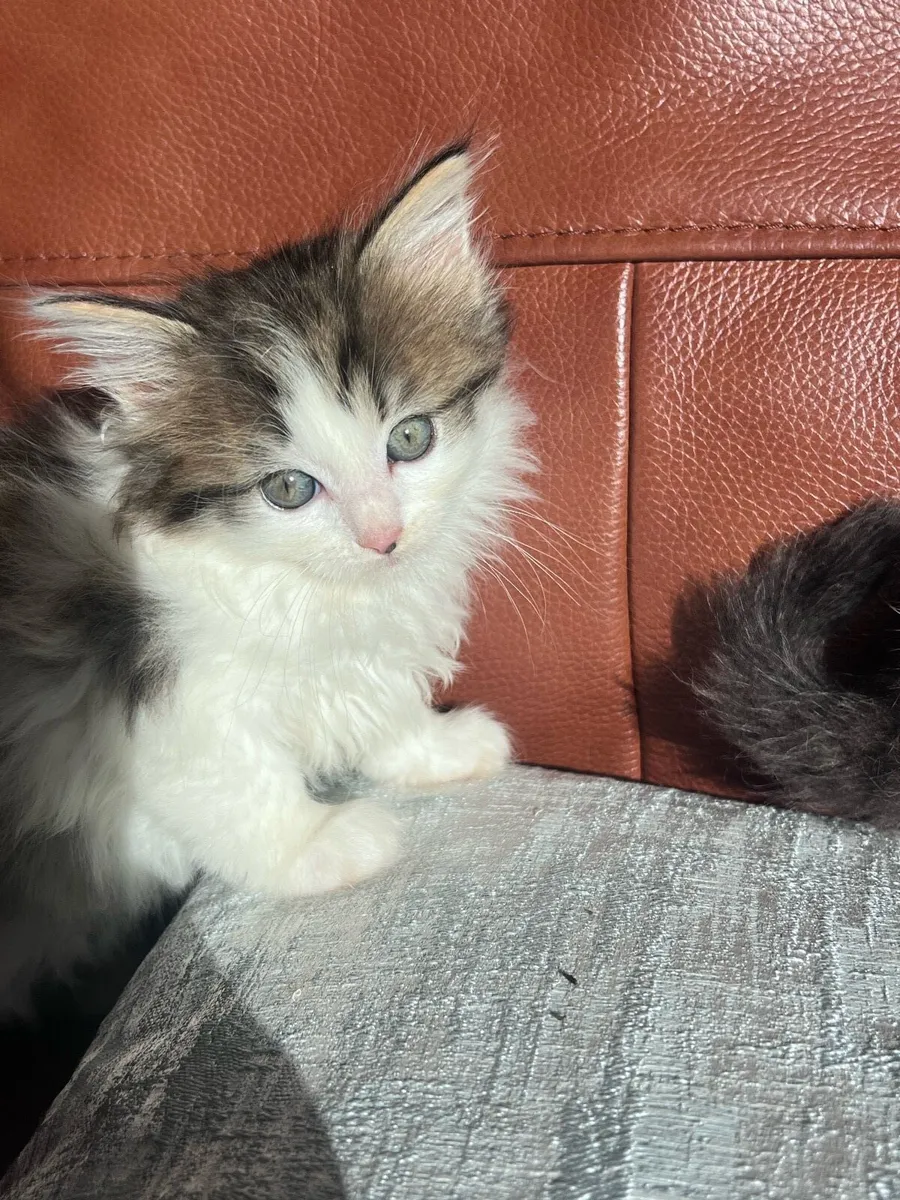 Stunning Ragdoll x kittens - Image 1