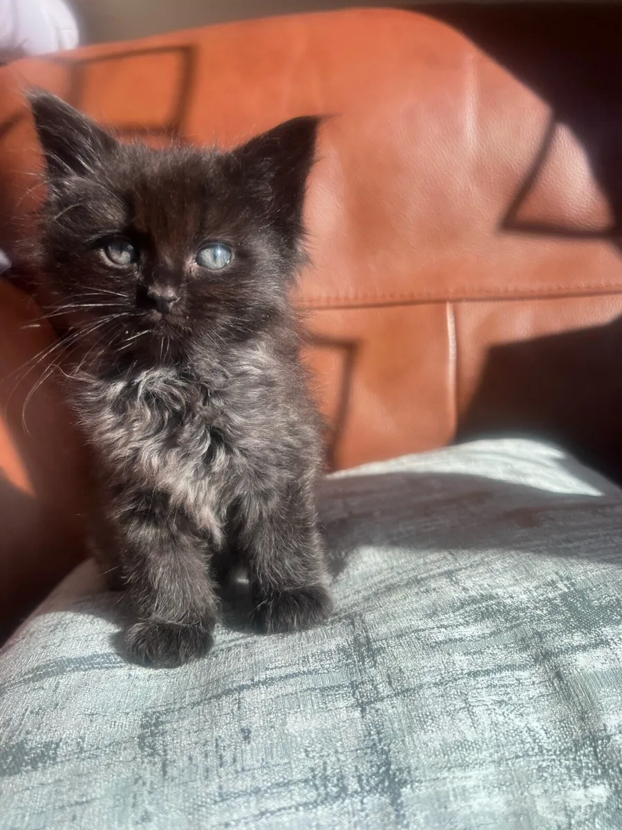 Stunning Ragdoll x kittens - Image 1