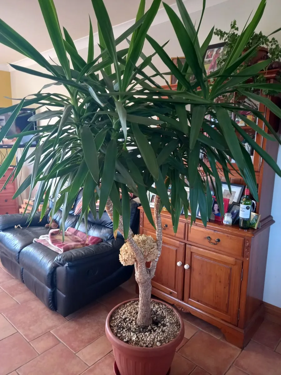 Yucca plant