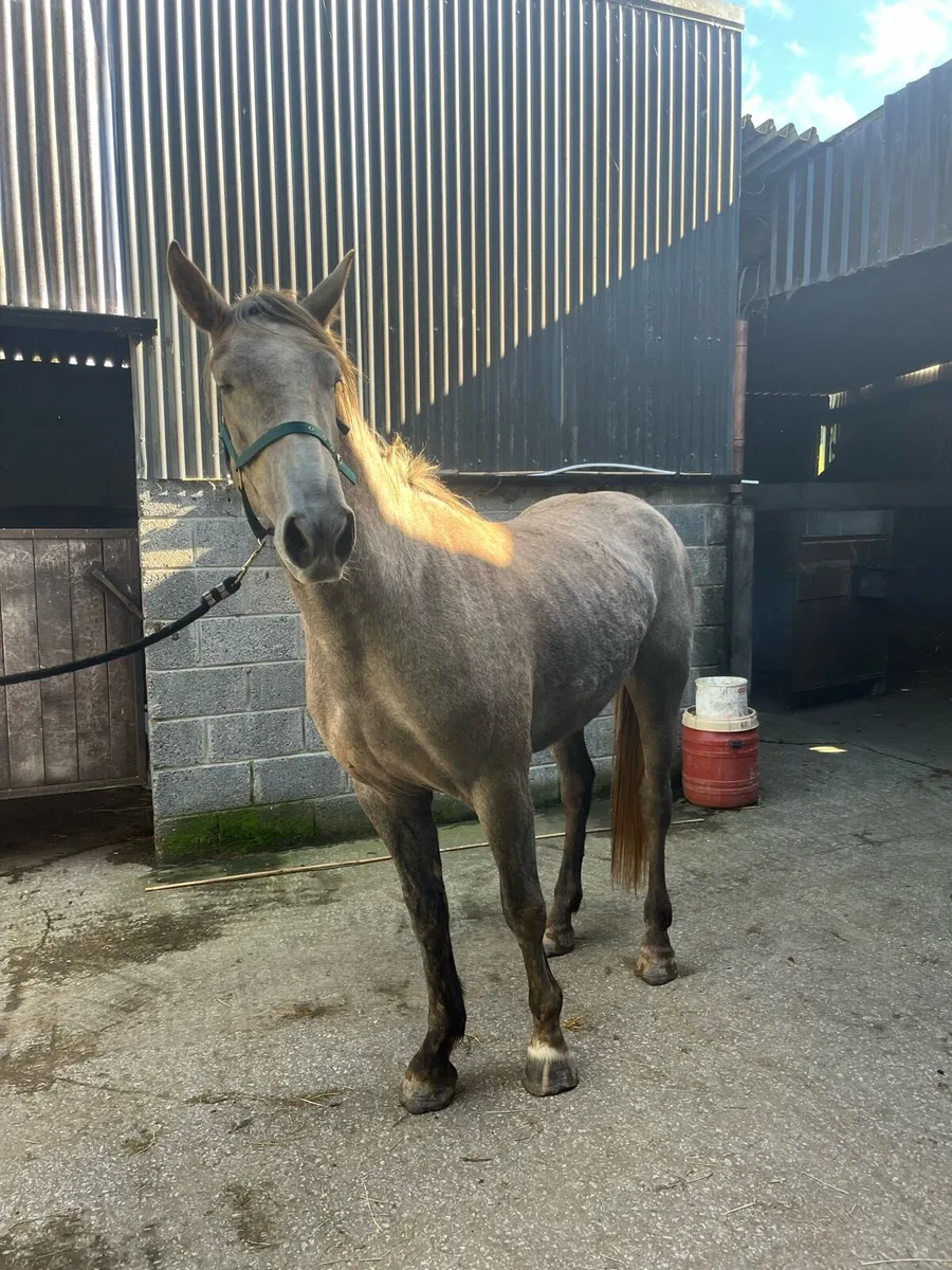 Irish draught mare - Image 4