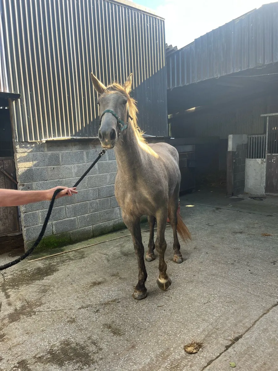 Irish draught mare - Image 3