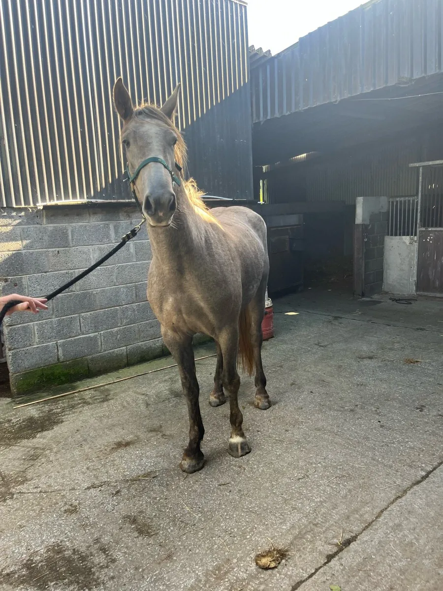 Irish draught mare - Image 1