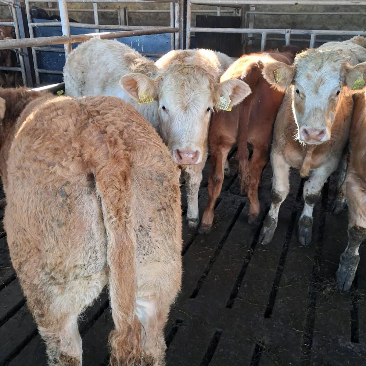 Charolais heifer weanlings - Image 4