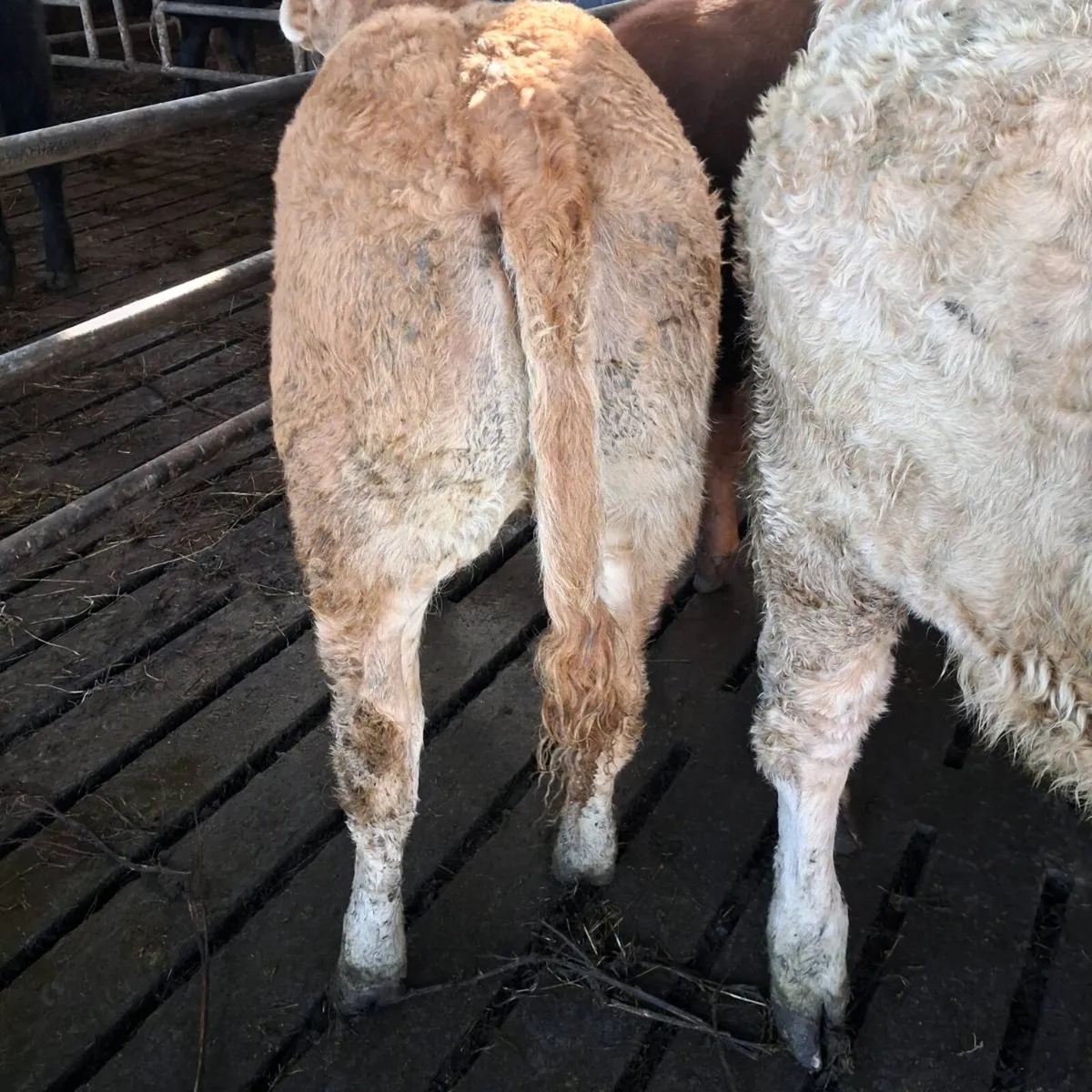 Charolais heifer weanlings - Image 3