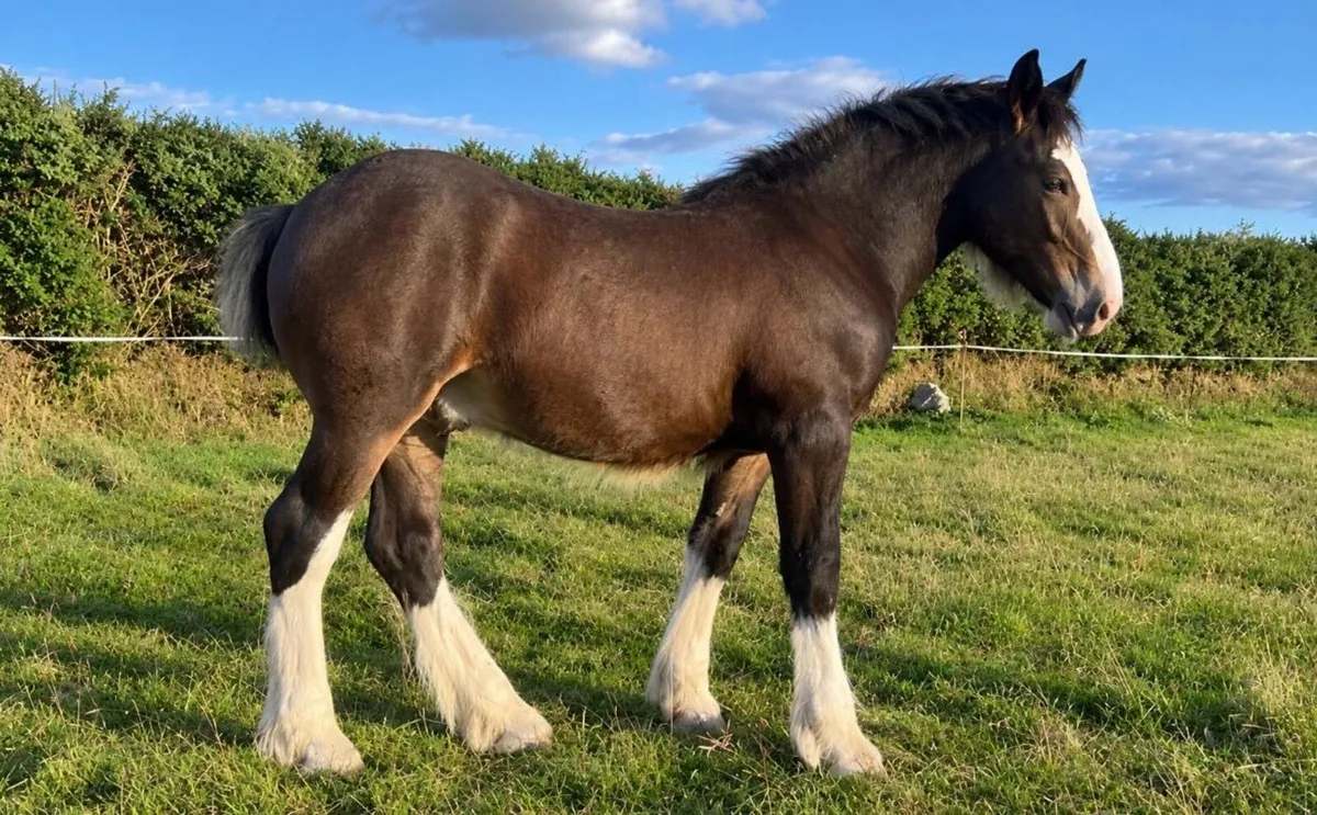Cob colt foal - Image 1