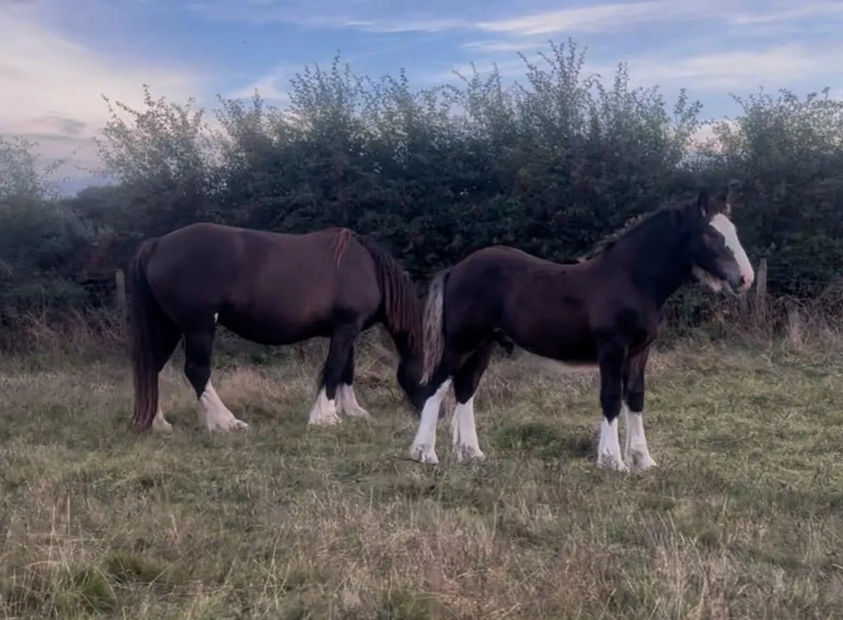 Cob colt foal - Image 2