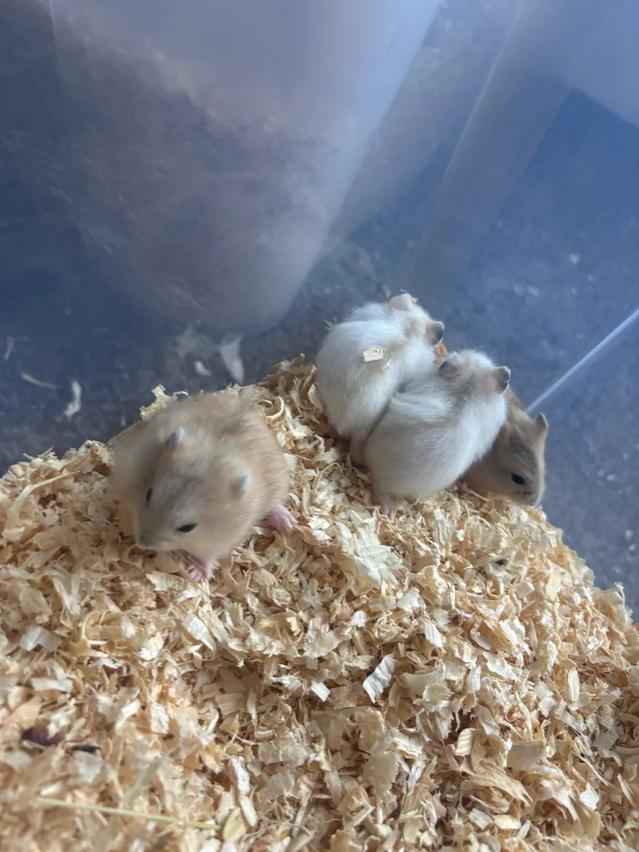 Baby Dwarf Hamsters - Image 1