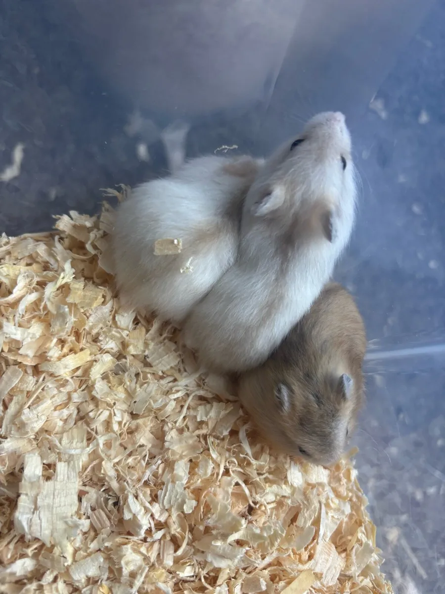 Baby Dwarf Hamsters - Image 2