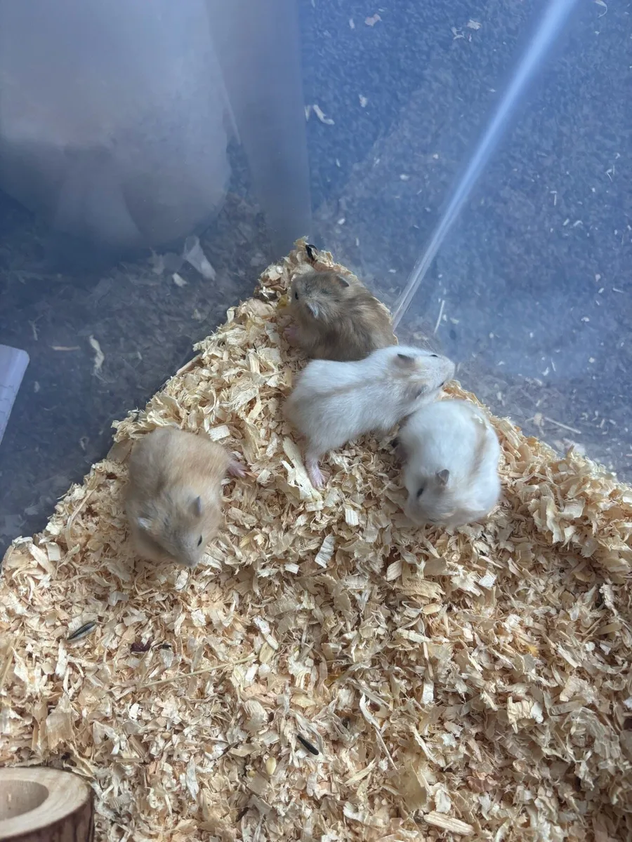 Baby Dwarf Hamsters - Image 3
