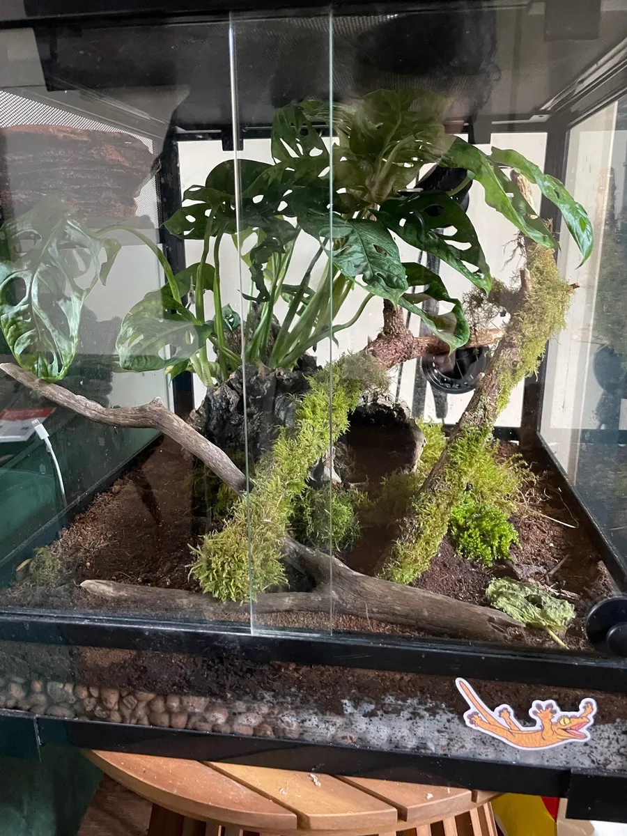 Crested gecko - Image 1