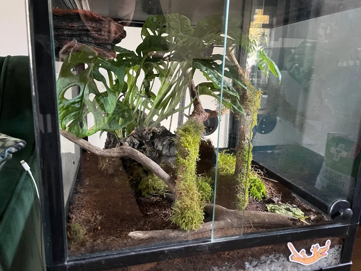 Crested gecko - Image 2