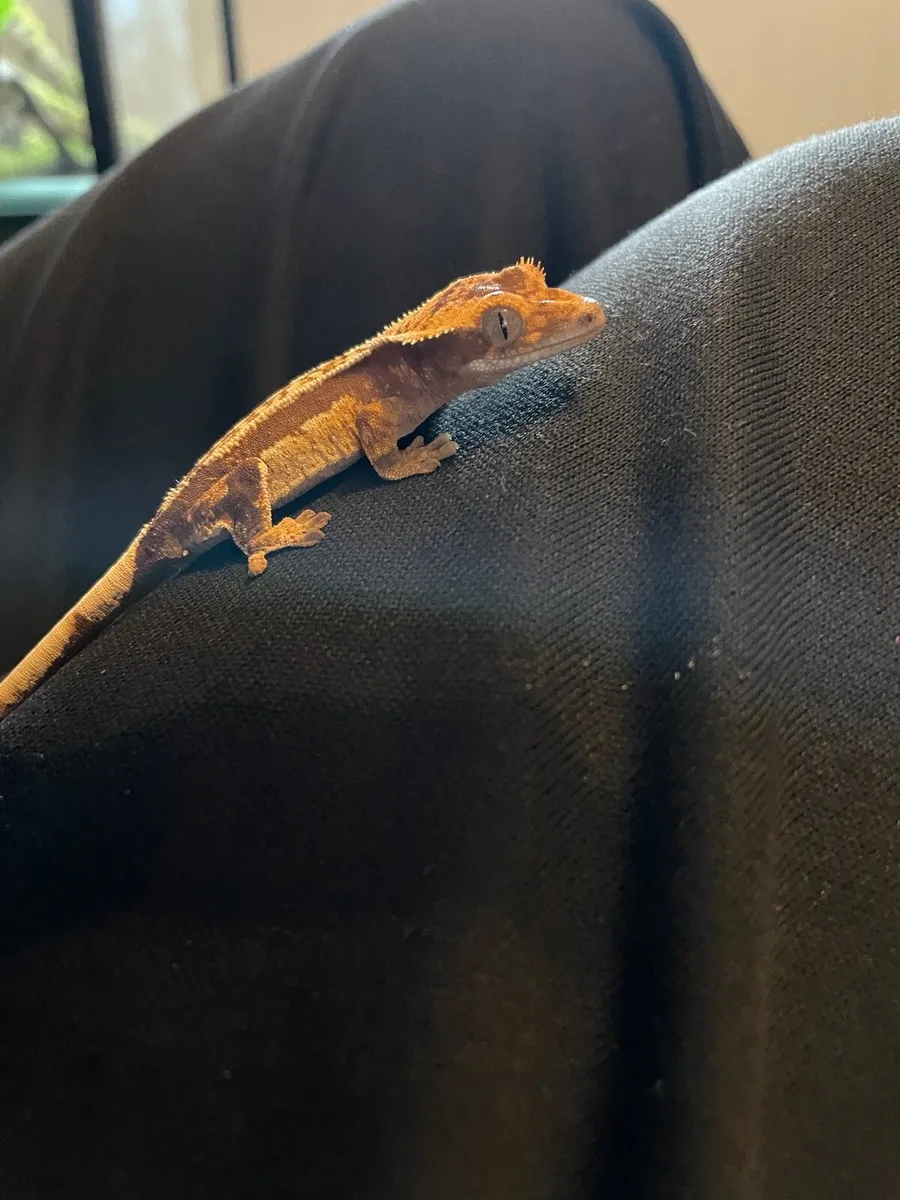Crested gecko - Image 3