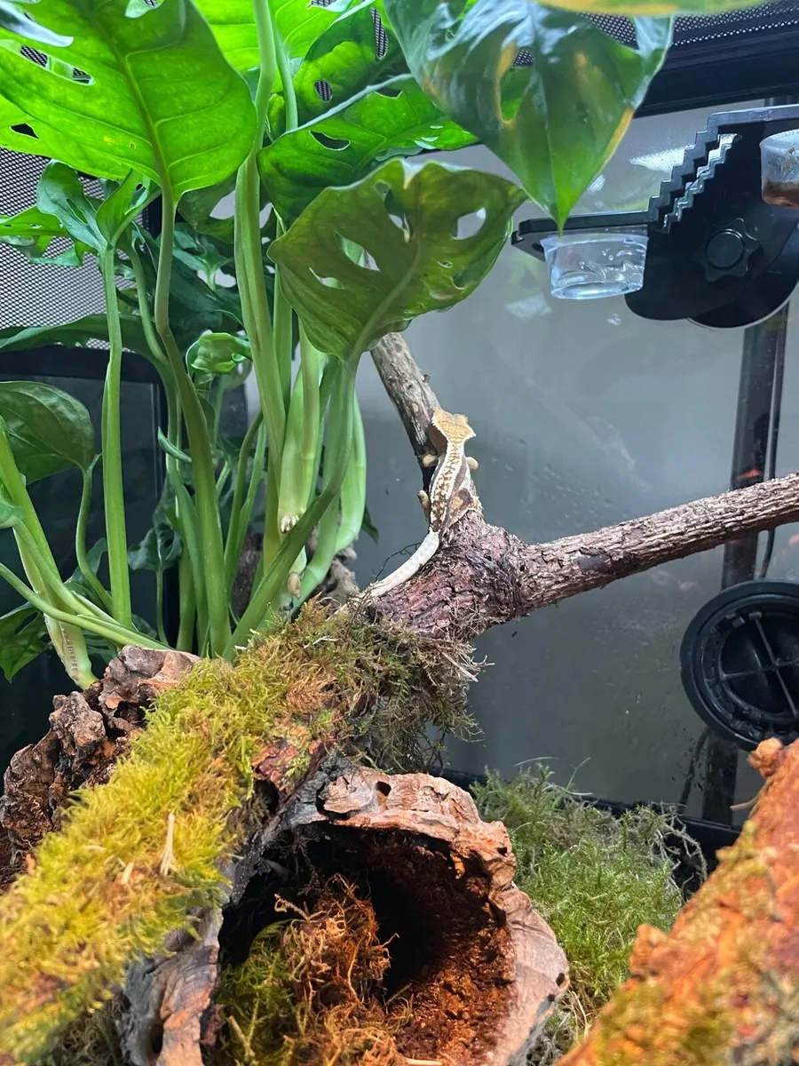 Crested gecko - Image 4