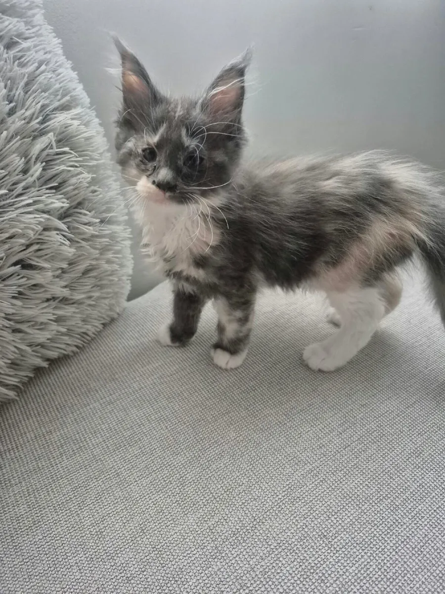 Kittens - Image 1