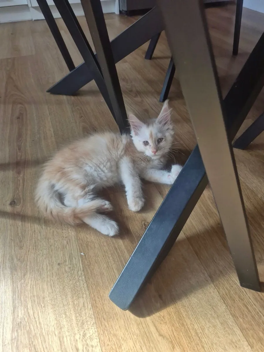 Kittens - Image 2