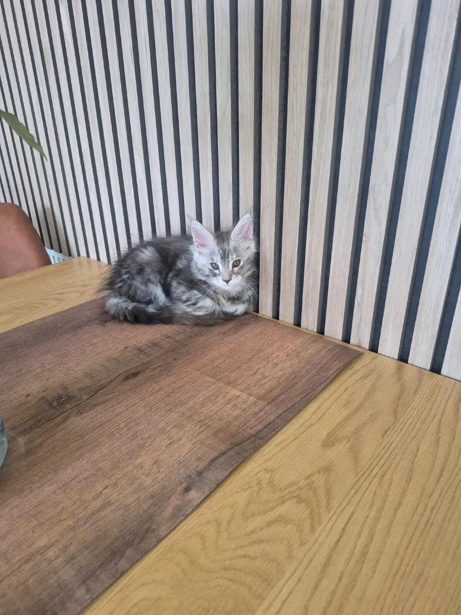 Kittens - Image 3