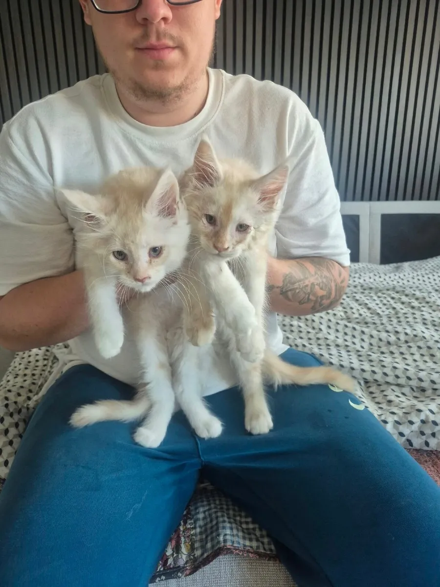 Maine Coon Kittens - Image 3