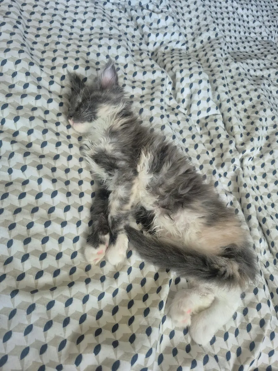 Kittens - Image 4