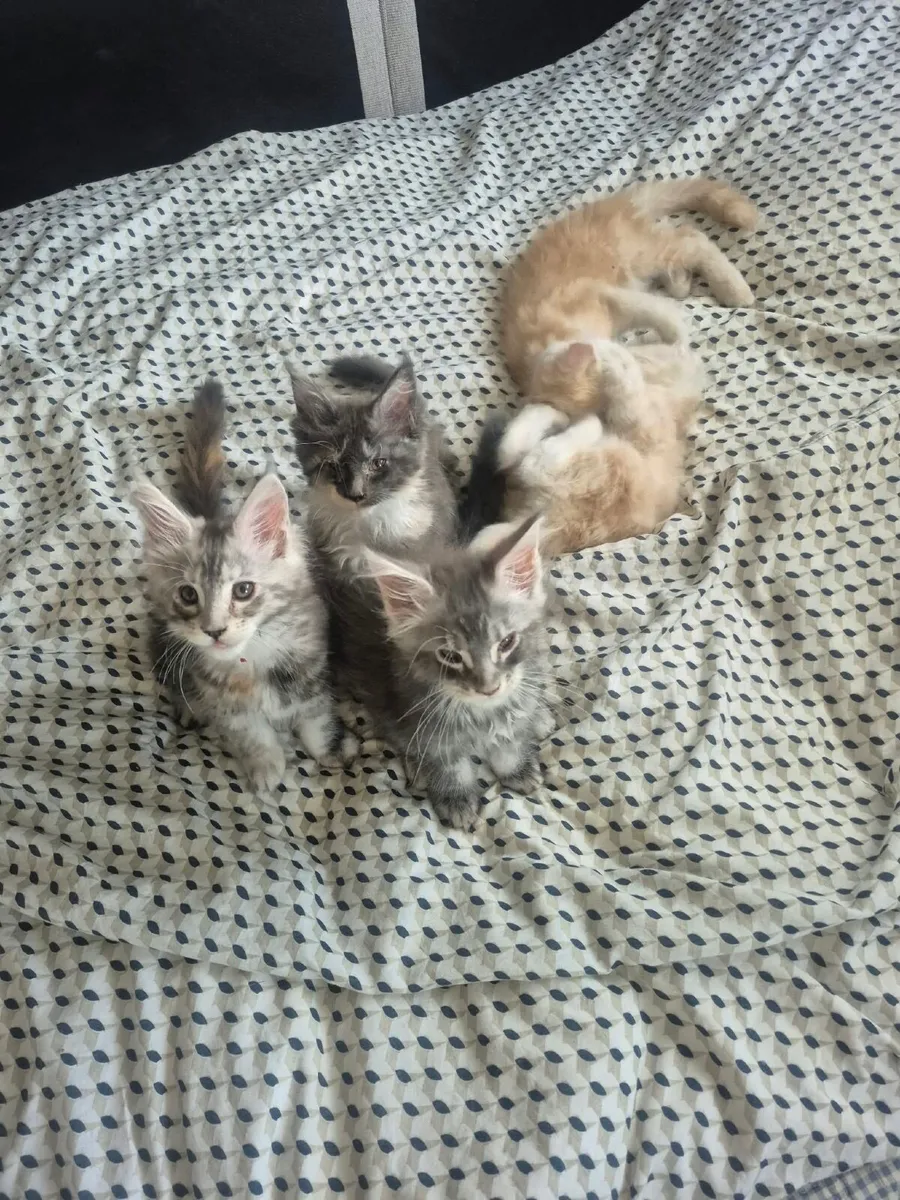 Maine Coon Kittens - Image 4