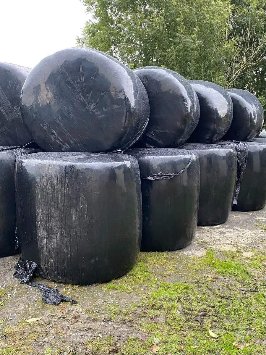 Silage Bales - Image 1