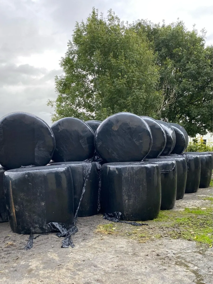 Silage Bales - Image 2