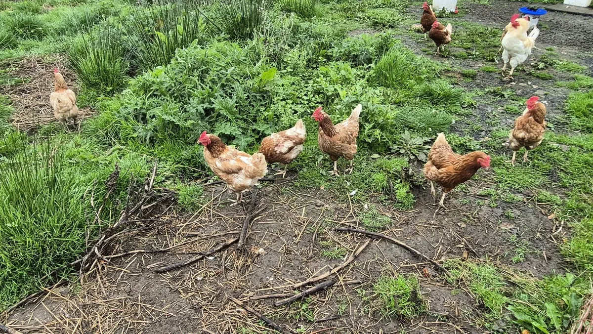Hens - Image 2