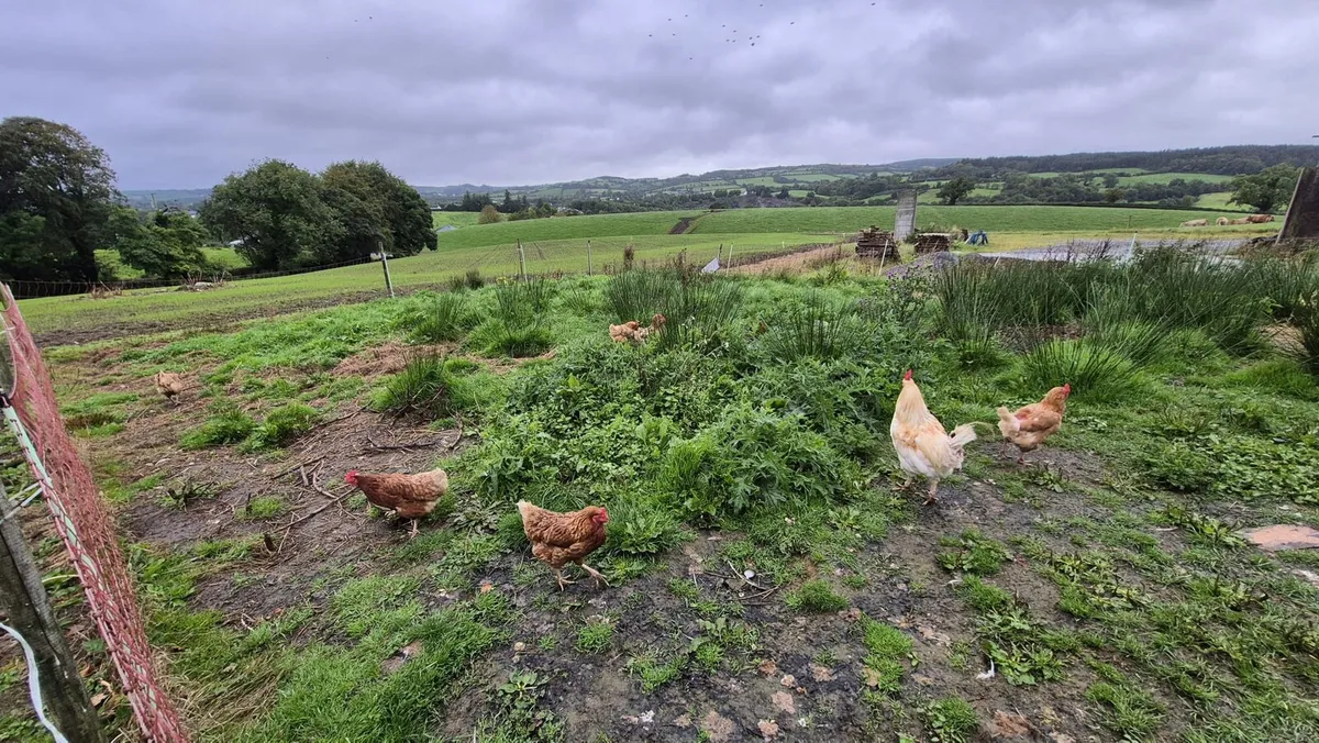 Hens - Image 4