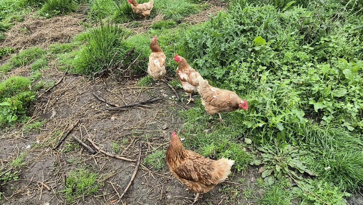 Hens - Image 3