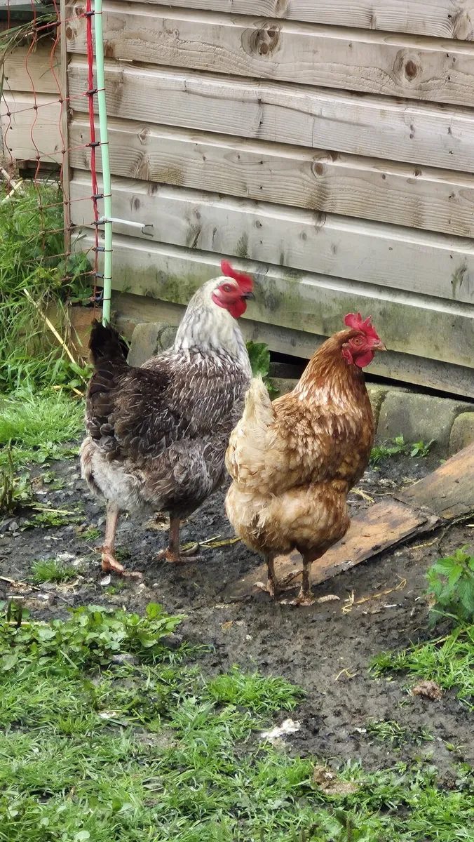 Hens - Image 1