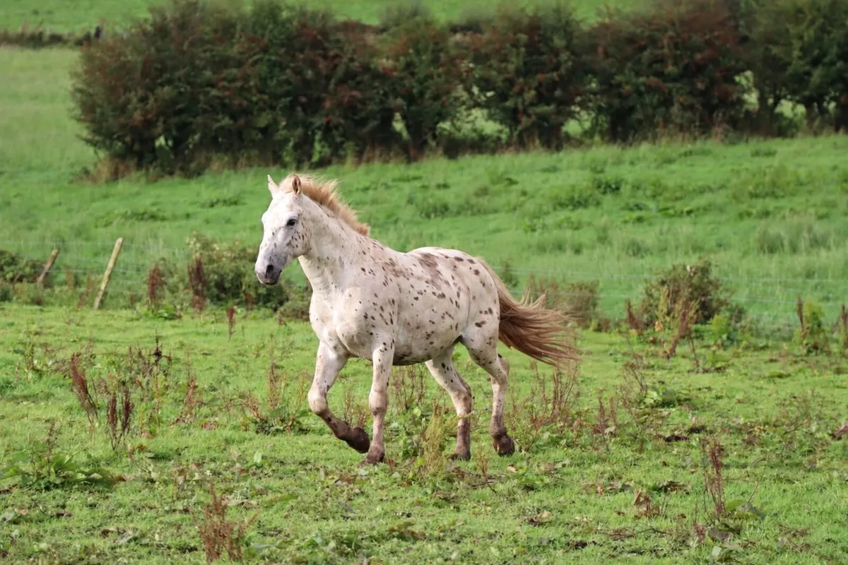 Appaloosa Colts for Sale - Image 1