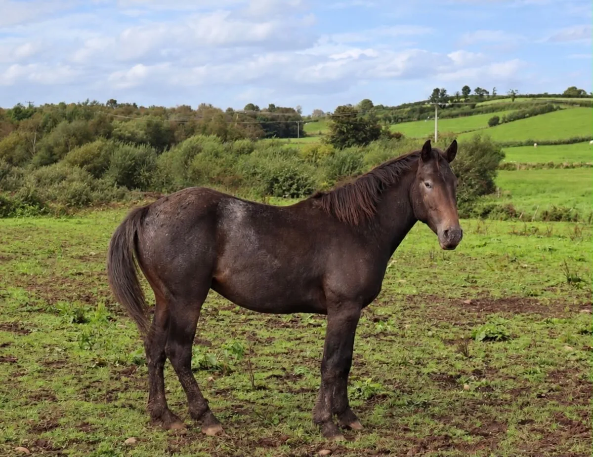 Appaloosa Colts for Sale - Image 2