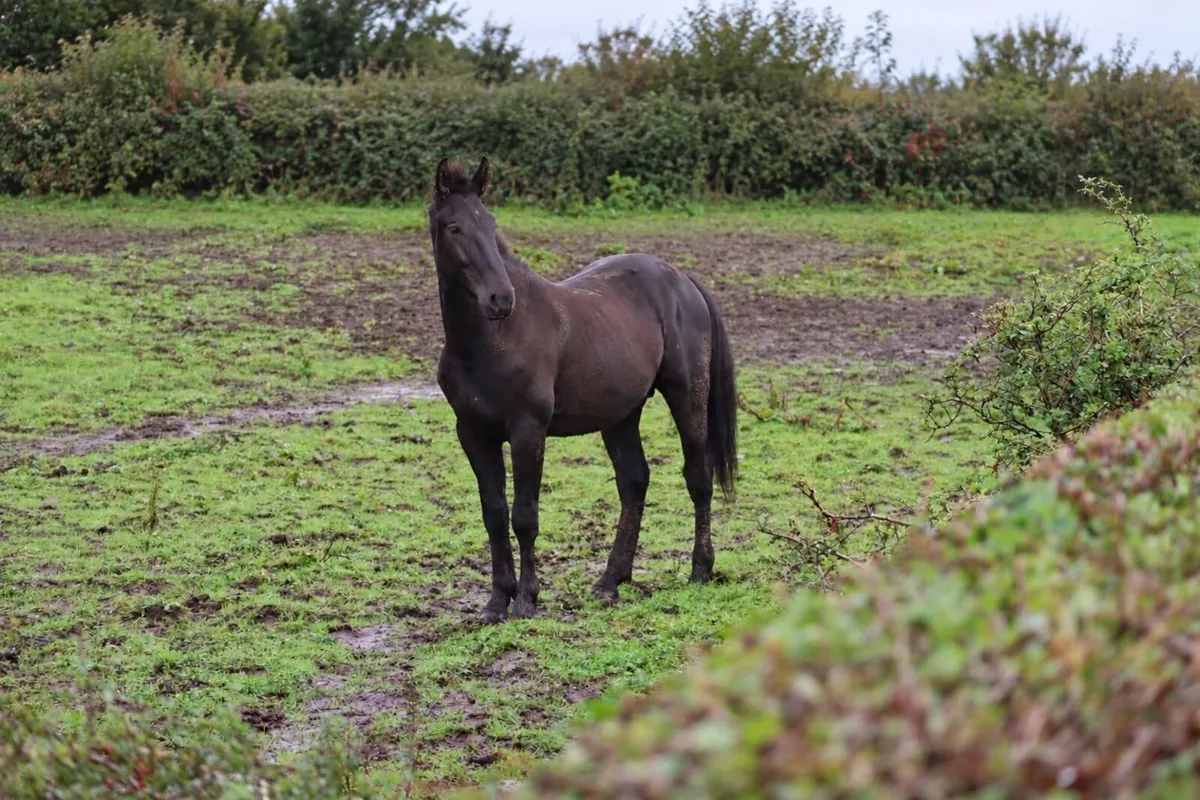 Appaloosa Colts for Sale - Image 3