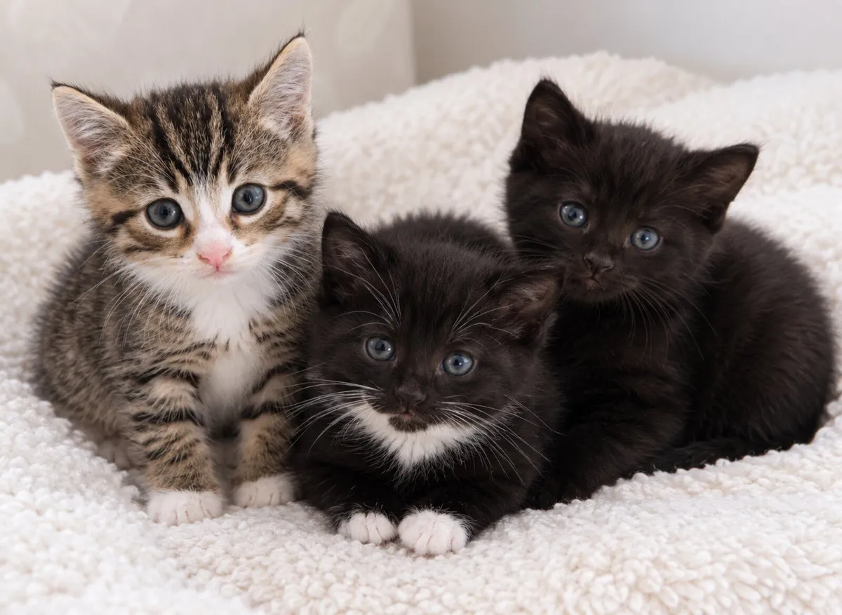 Kittens - Image 1