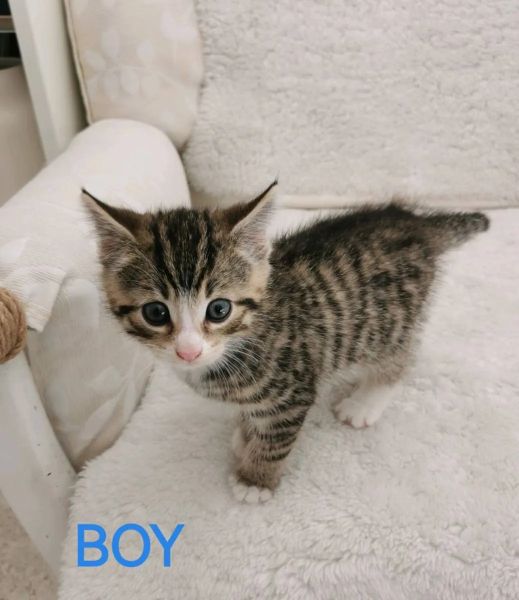 Kittens - Image 2