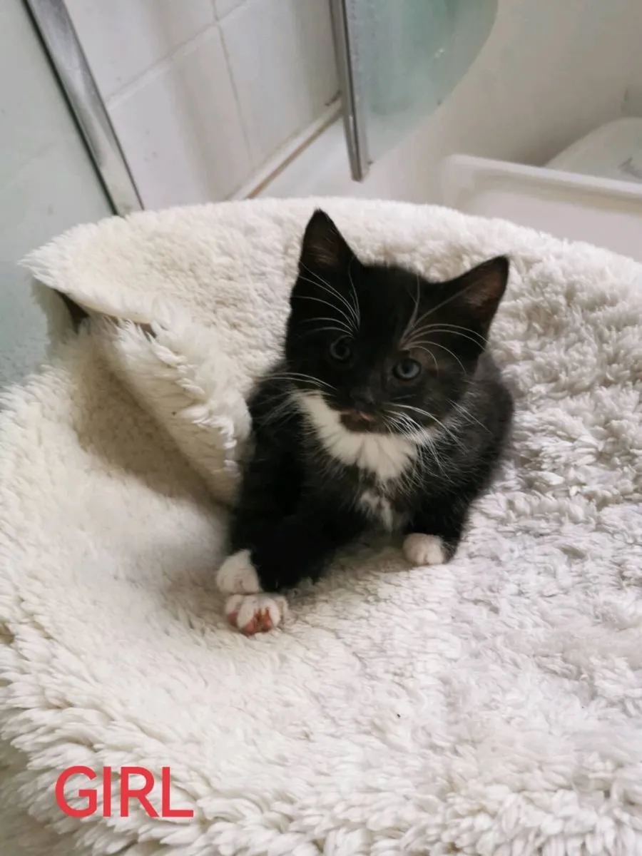 Kittens - Image 3