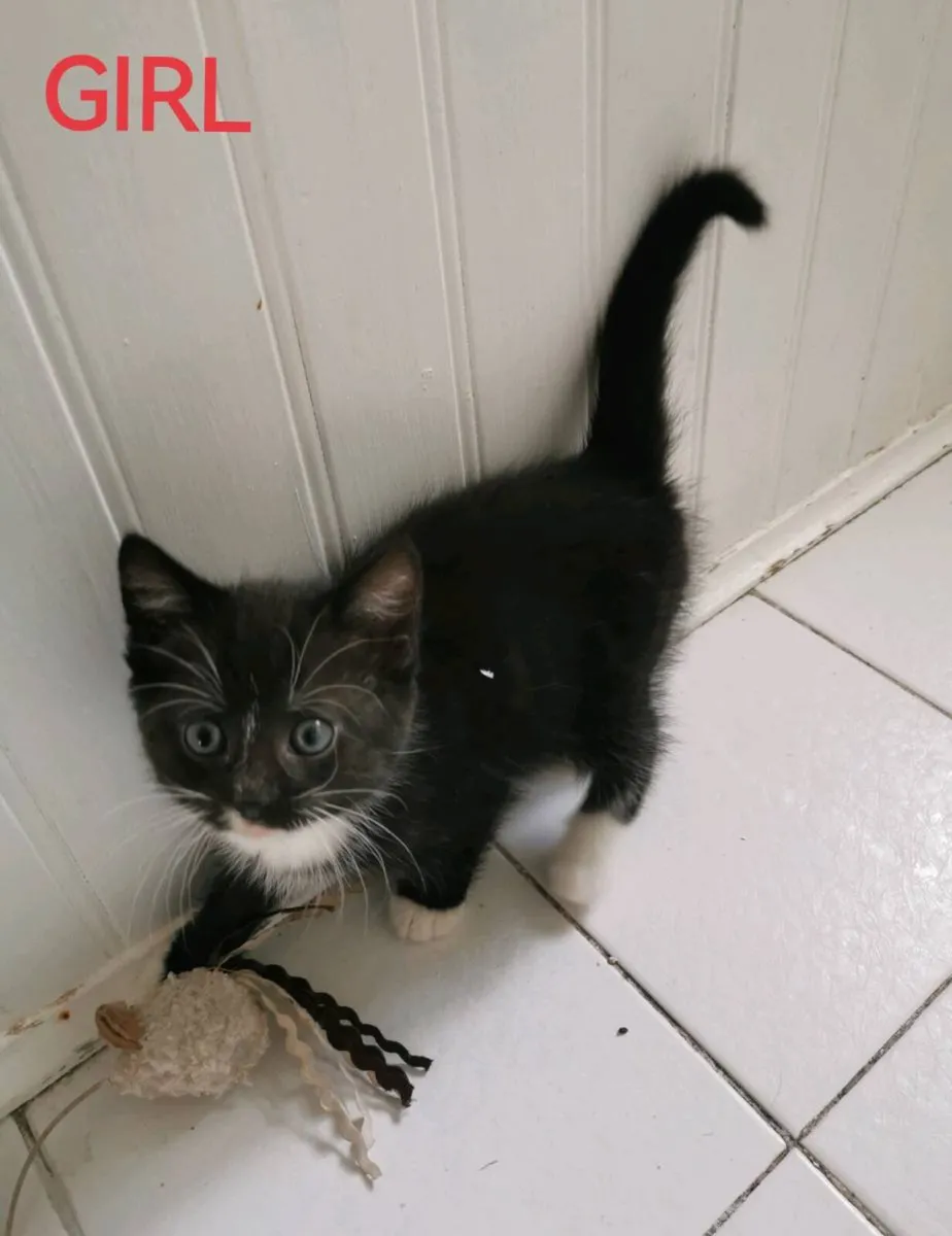 Kittens - Image 4