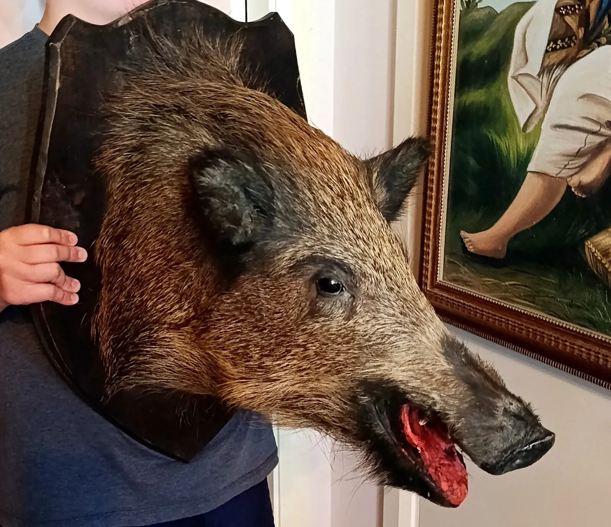 Large wild boar taxidermy mounted - Image 1
