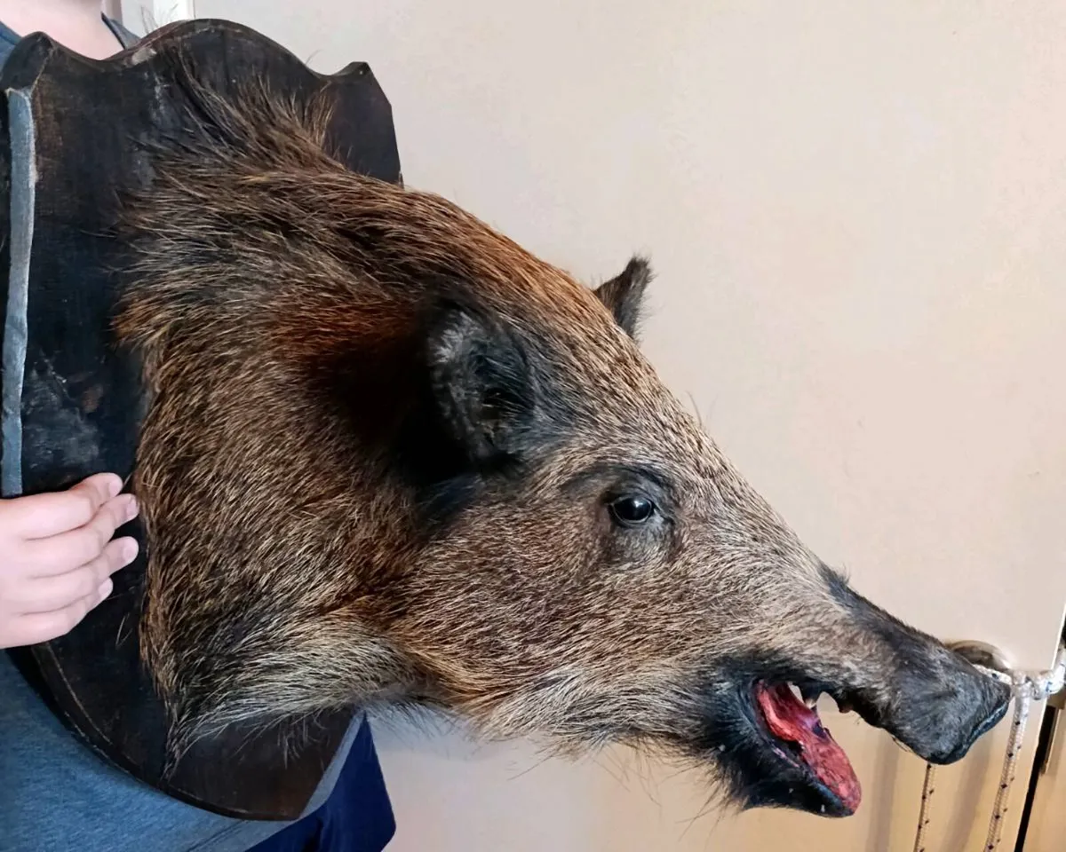 Large wild boar taxidermy mounted - Image 2