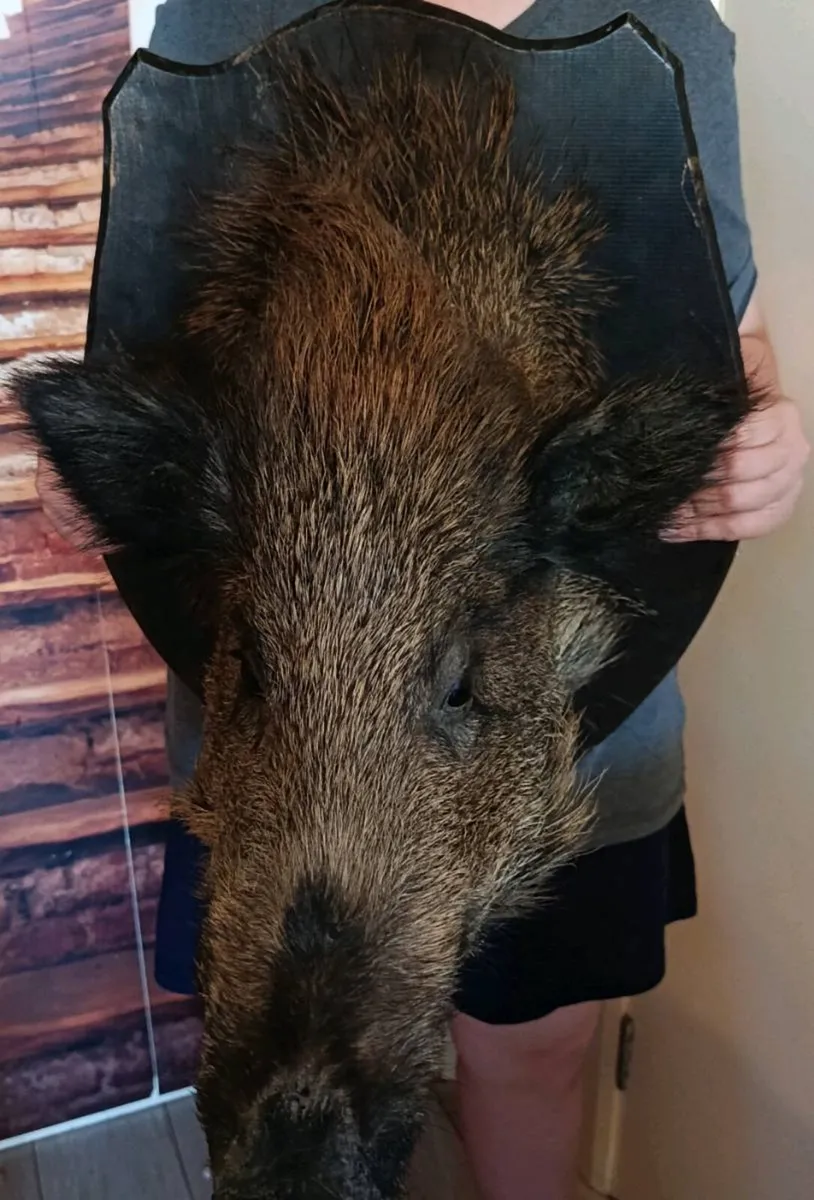 Large wild boar taxidermy mounted - Image 3