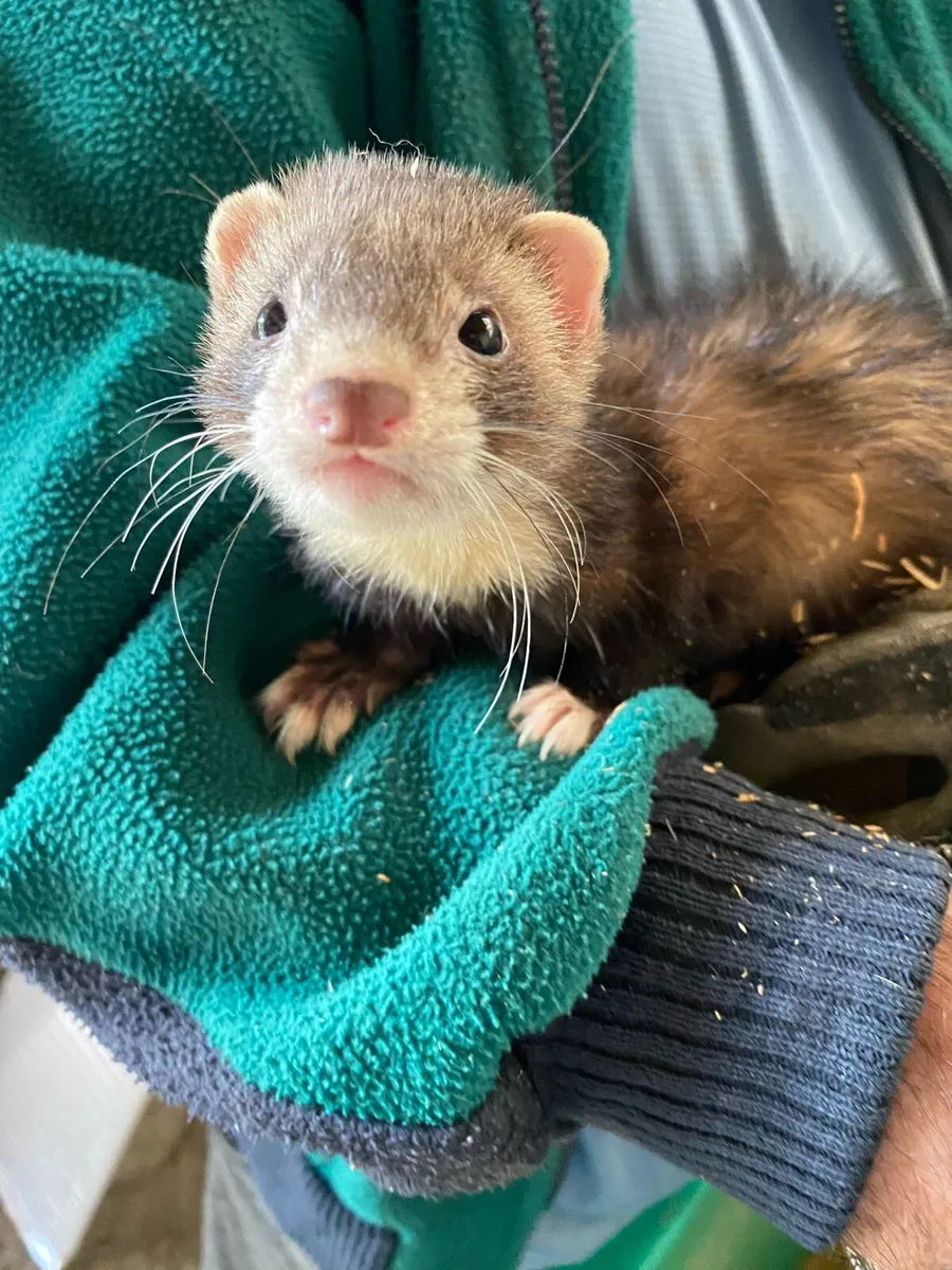 Ferrets - Image 1