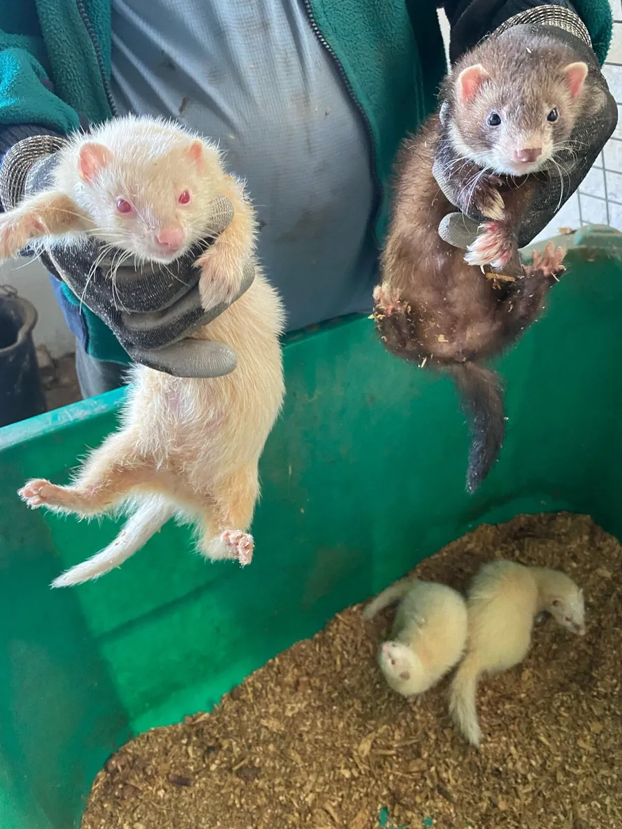 Ferrets - Image 4
