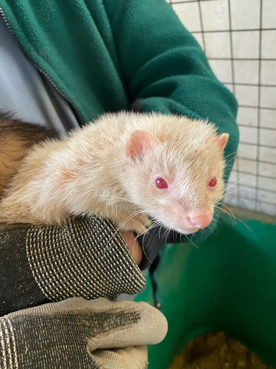 Ferrets - Image 2