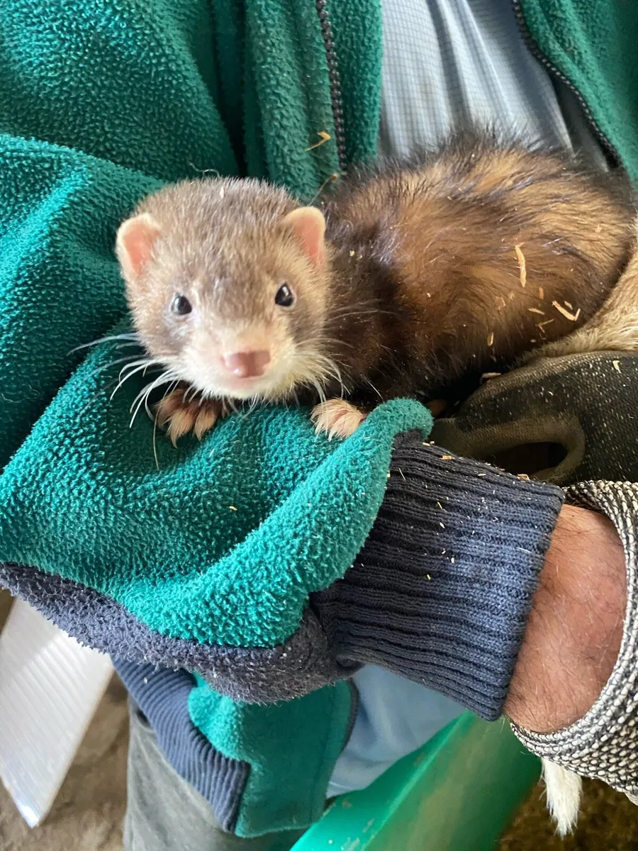 Ferrets - Image 3