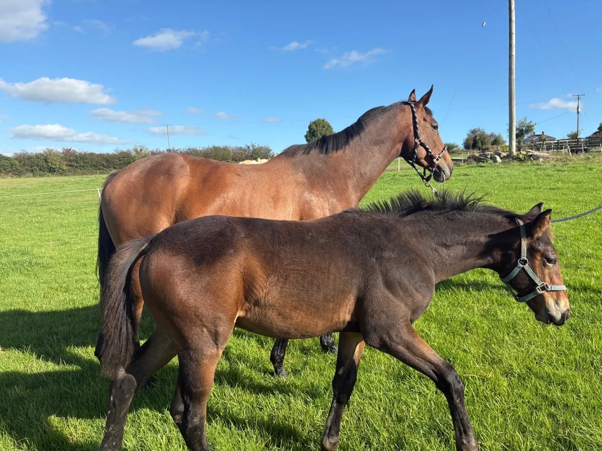 Mare and foal - Image 2