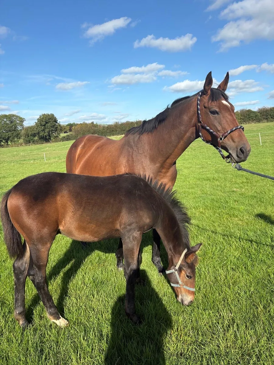 Mare and foal - Image 3