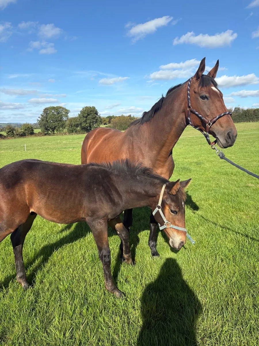 Mare and foal - Image 4