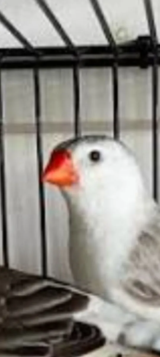 Birds - Image 2