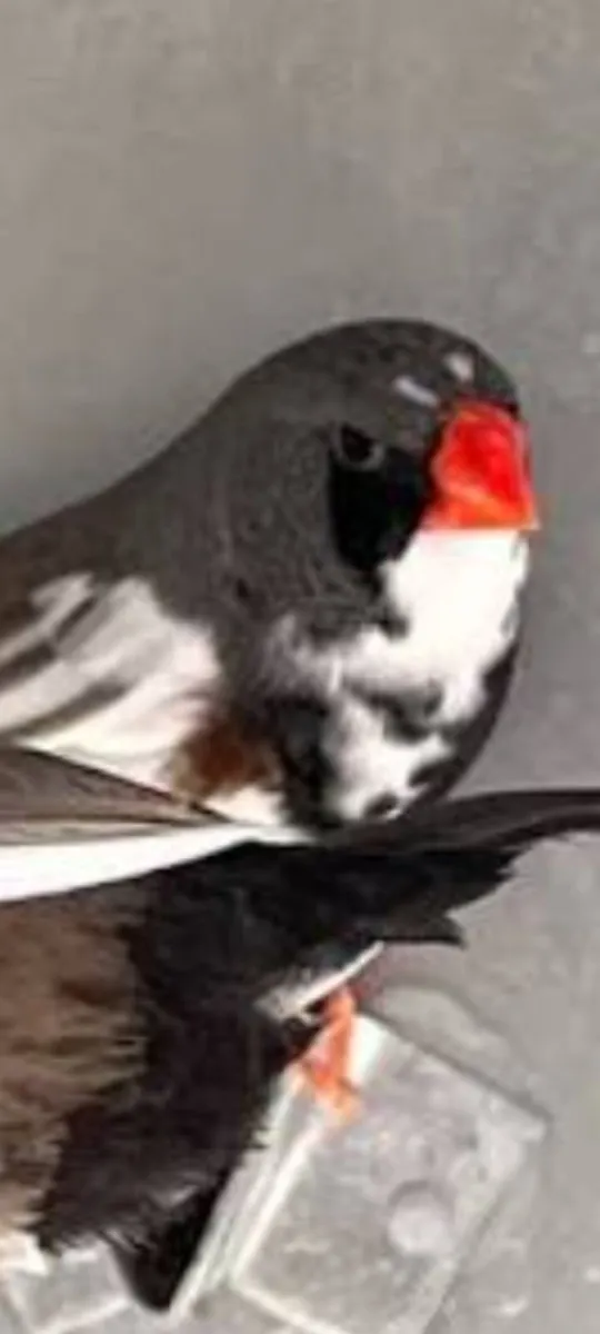 Birds - Image 3